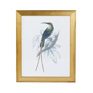 Hummingbird Print V